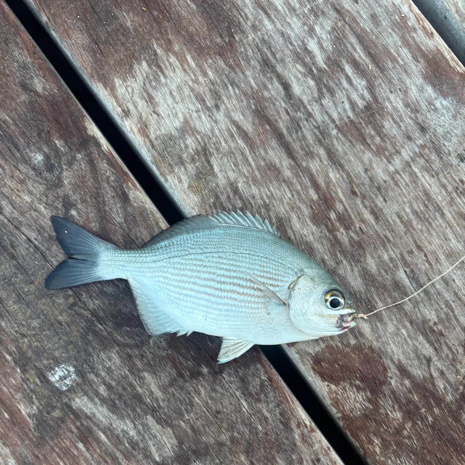 The most recent Bermuda sea chub catches on Fishbrain
