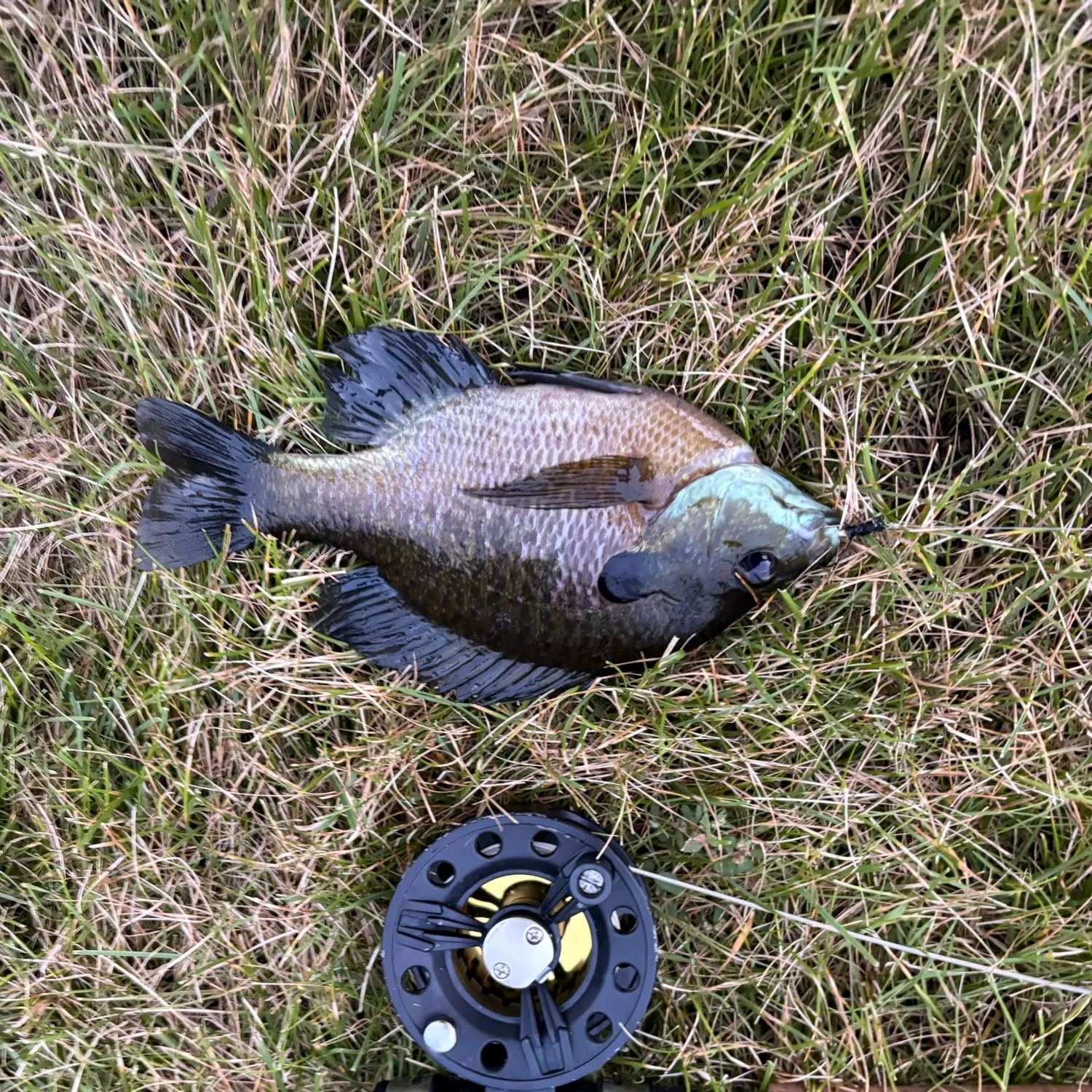 Bluegill caught on Fishbrain
