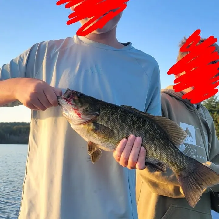 Smallmouth bass caught on Fishbrain