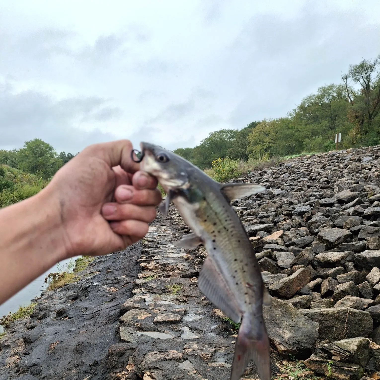 Channel catfish caught on Fishbrain