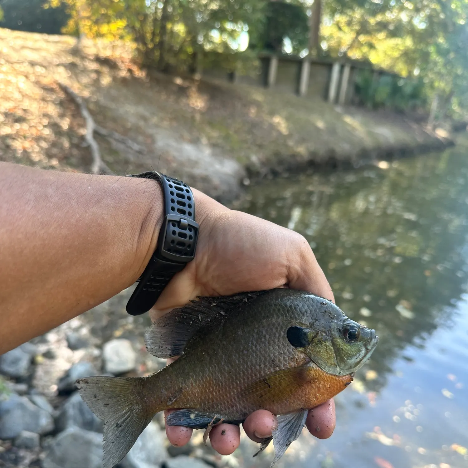 Bluegill caught on Fishbrain