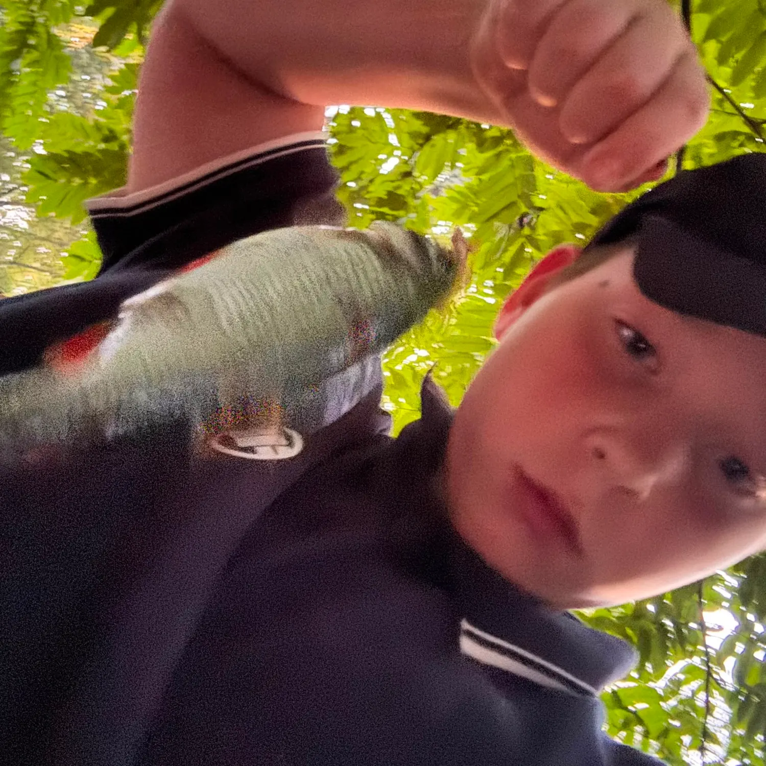 Common bream caught on Fishbrain