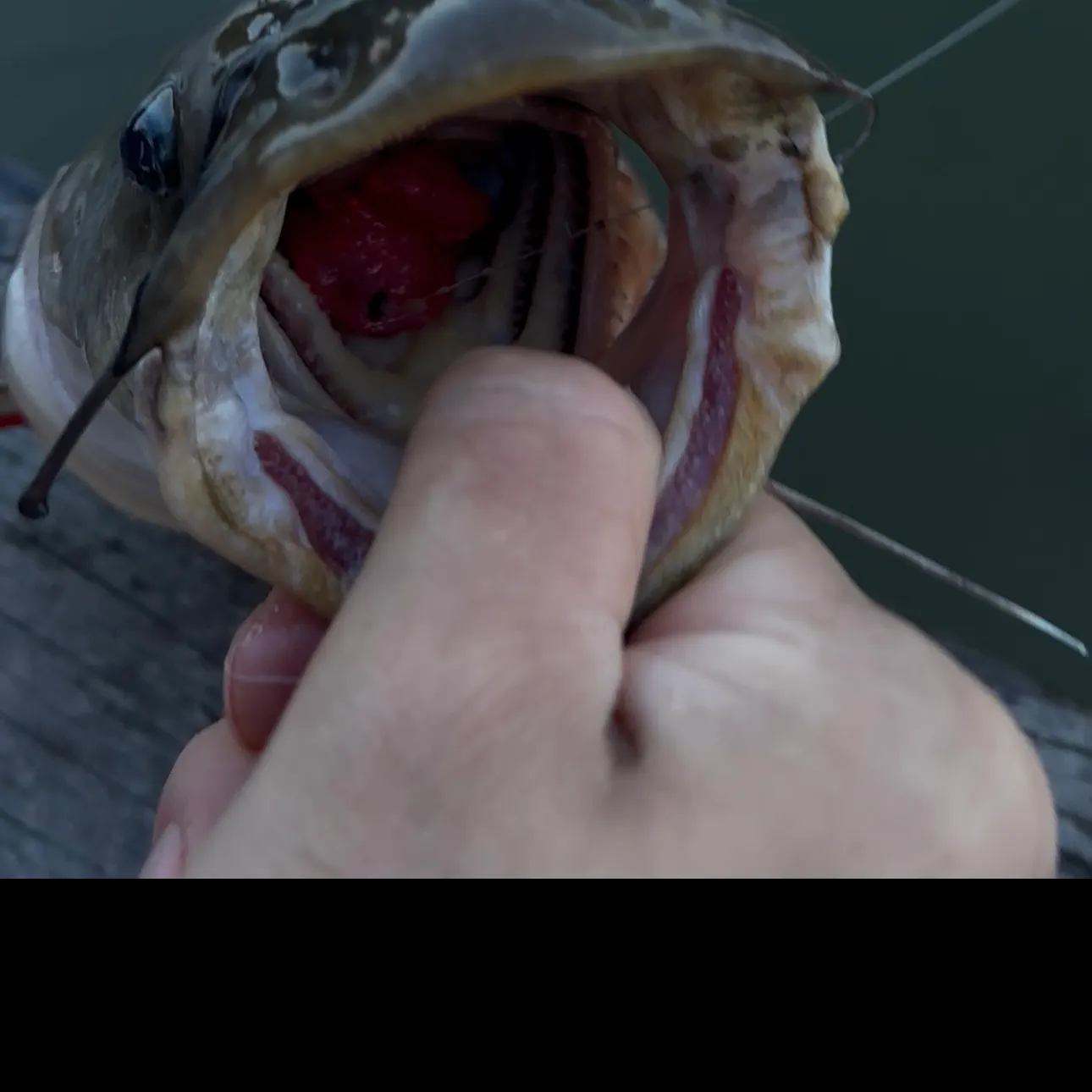 Brown bullhead caught on Fishbrain