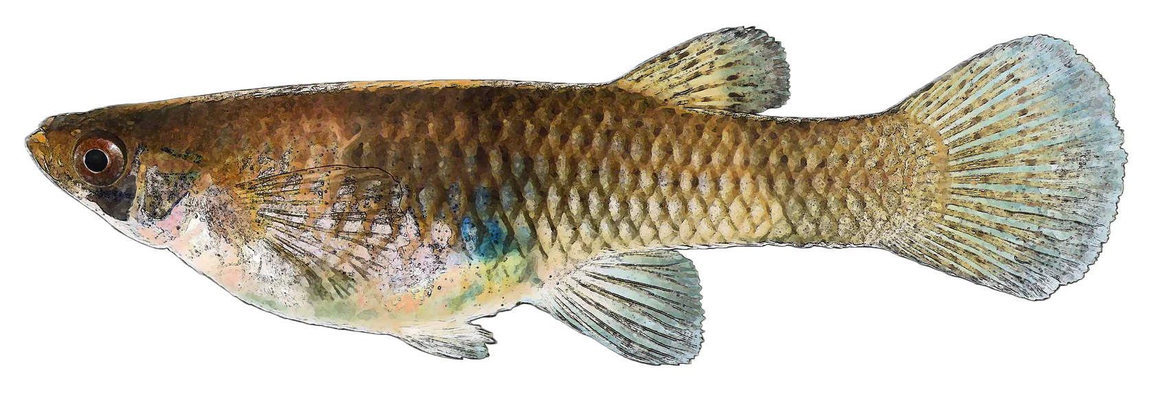 Western mosquitofish