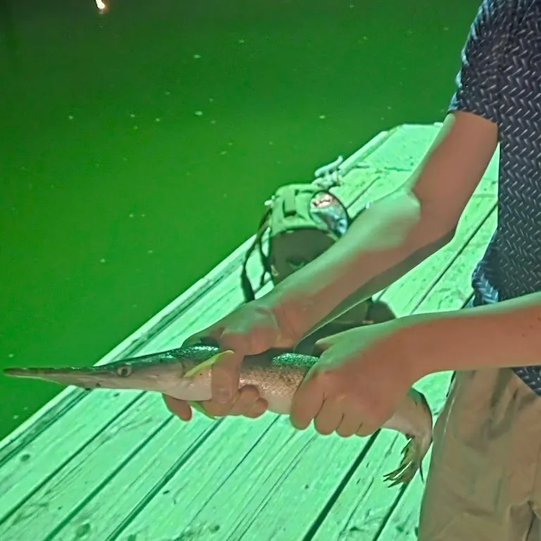 Longnose gar caught on Fishbrain