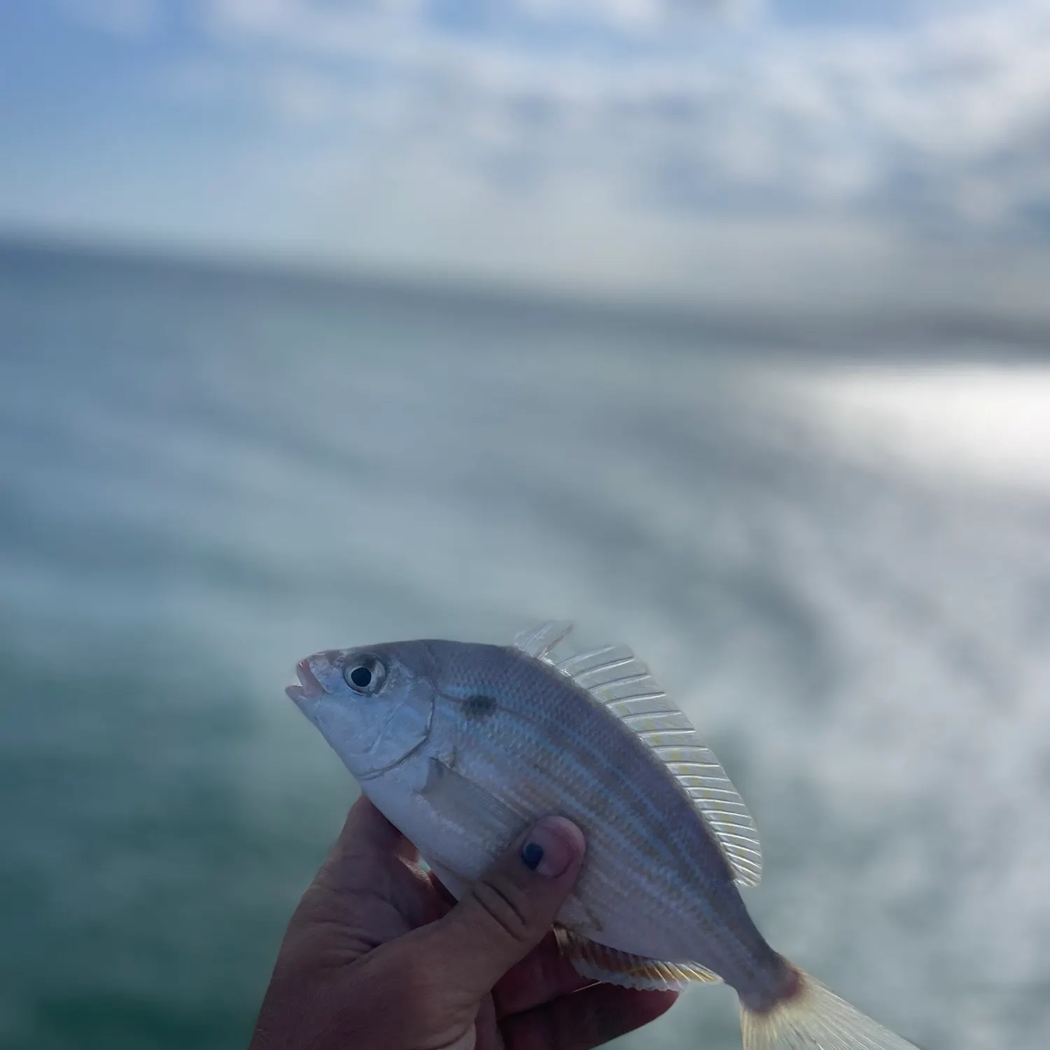 Pinfish caught on Fishbrain