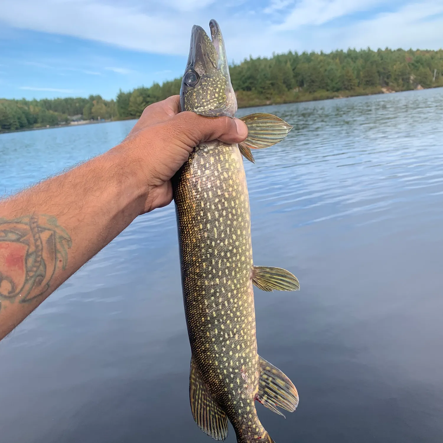 Fish caught on Fishbrain