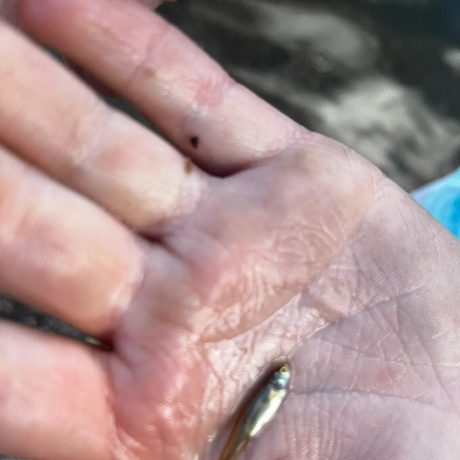 Rainbow trout caught on Fishbrain