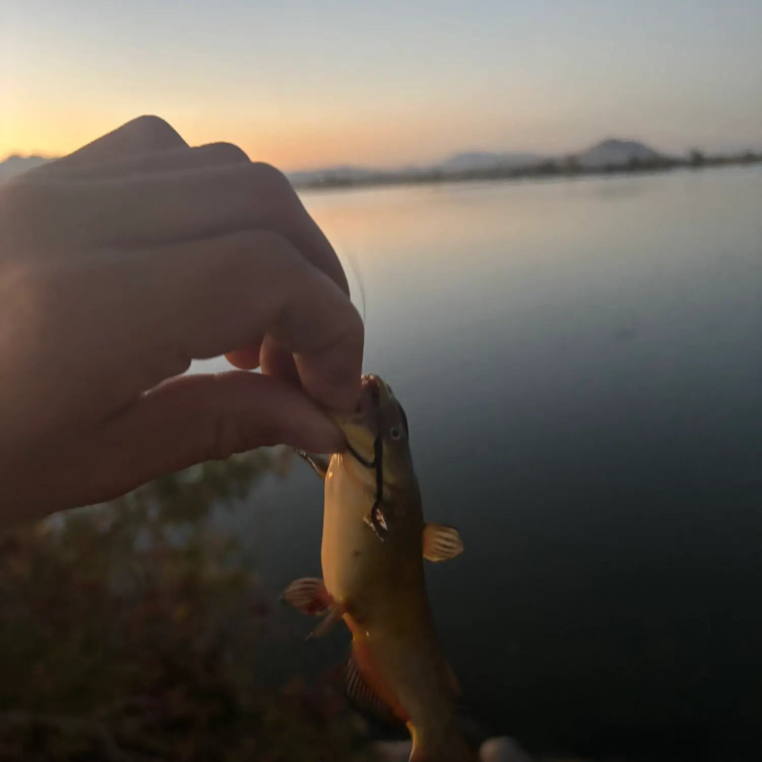 catch
