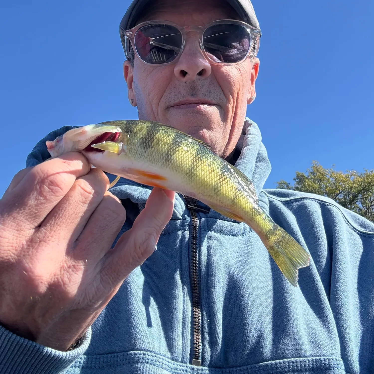 Yellow perch caught on Fishbrain