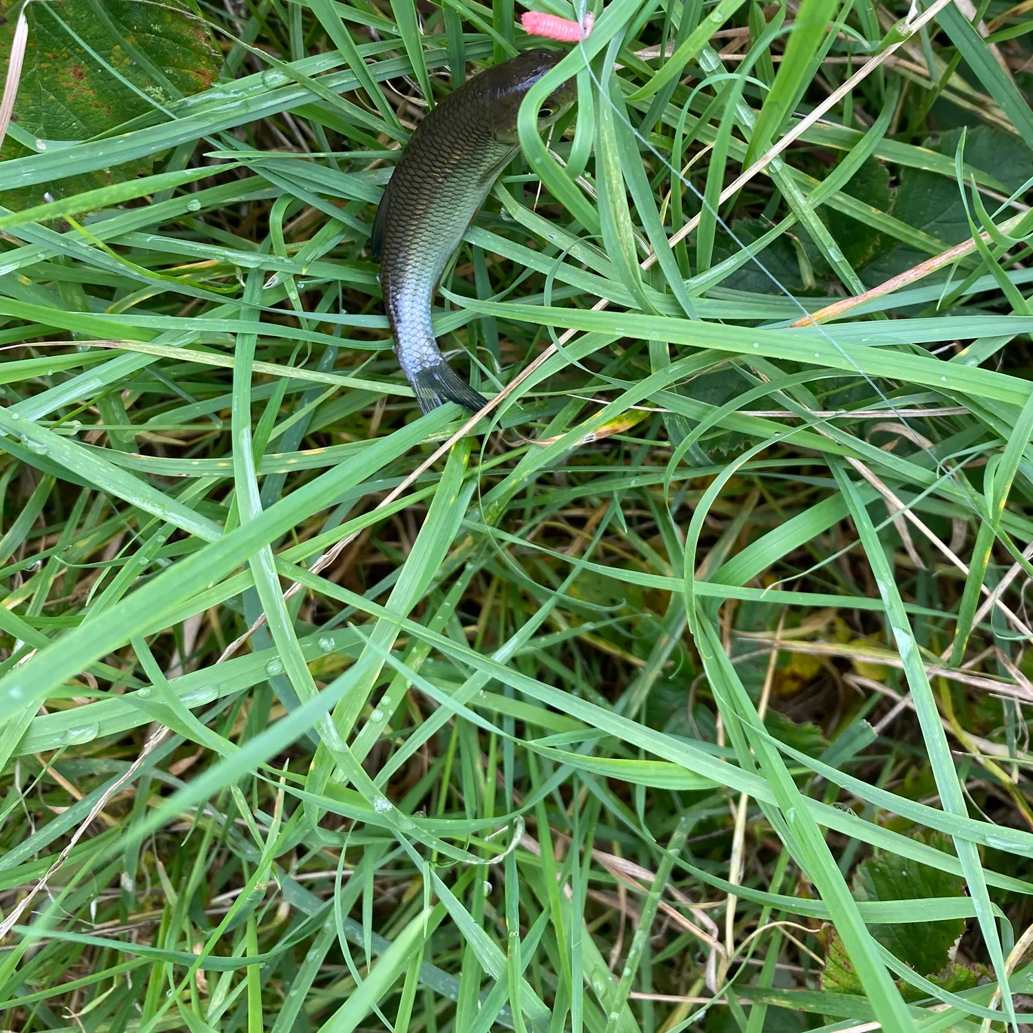 Common dace caught on Fishbrain
