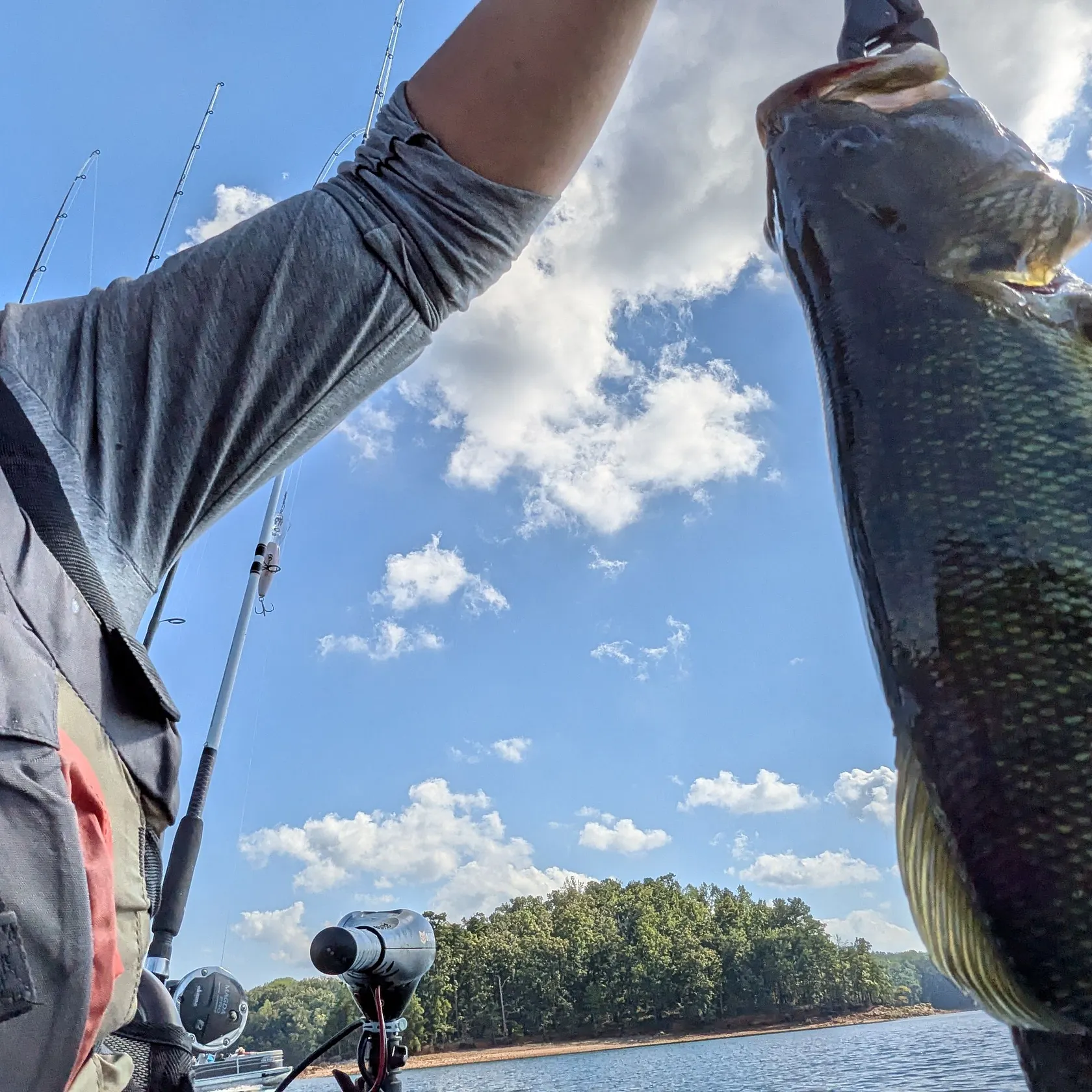 Spotted bass caught on Fishbrain
