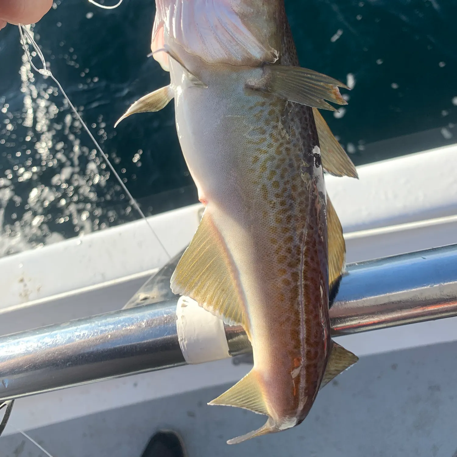Atlantic cod caught on Fishbrain
