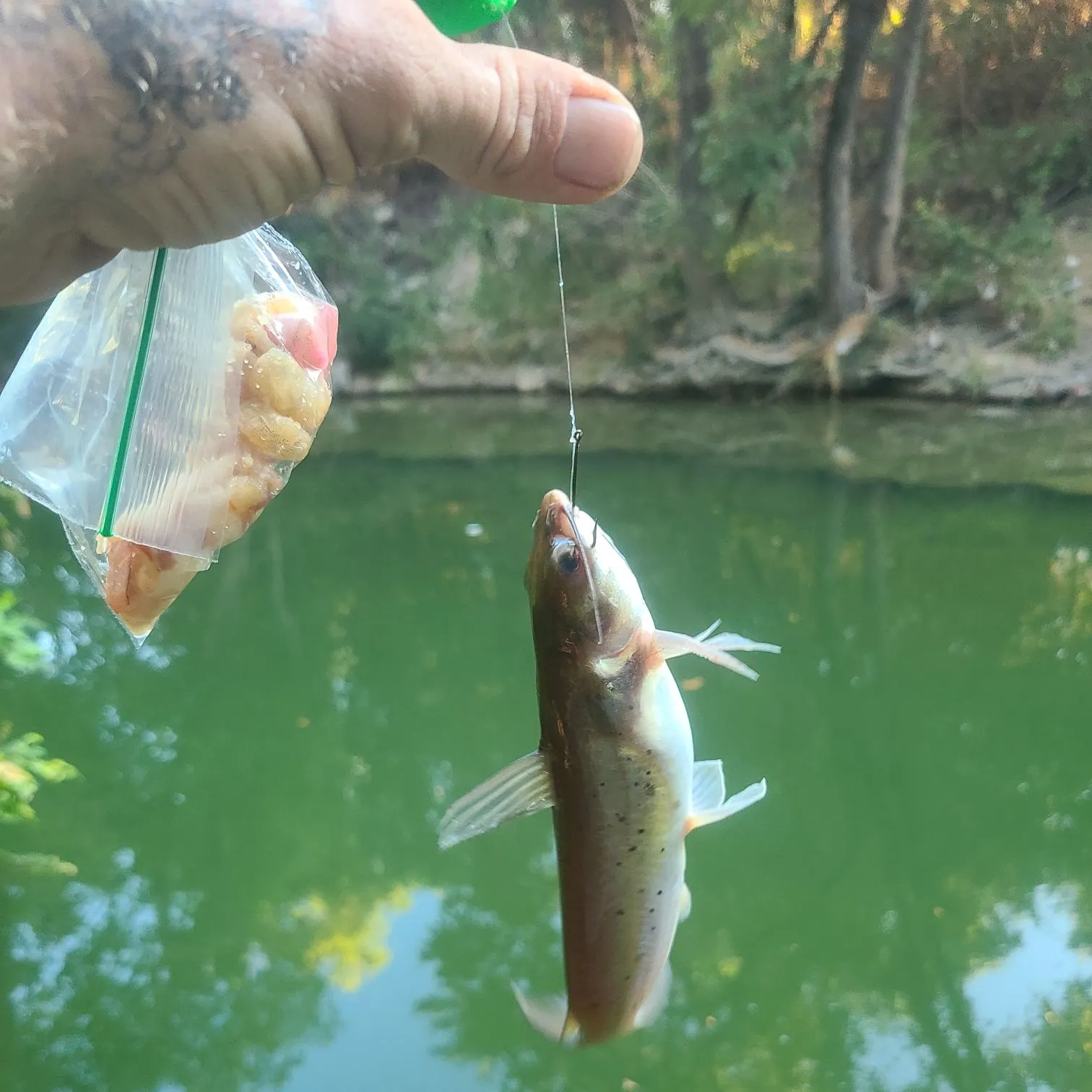 Channel catfish caught on Fishbrain