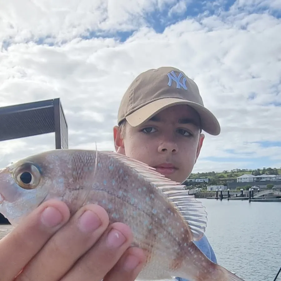 The most recent Australasian snapper catches on Fishbrain