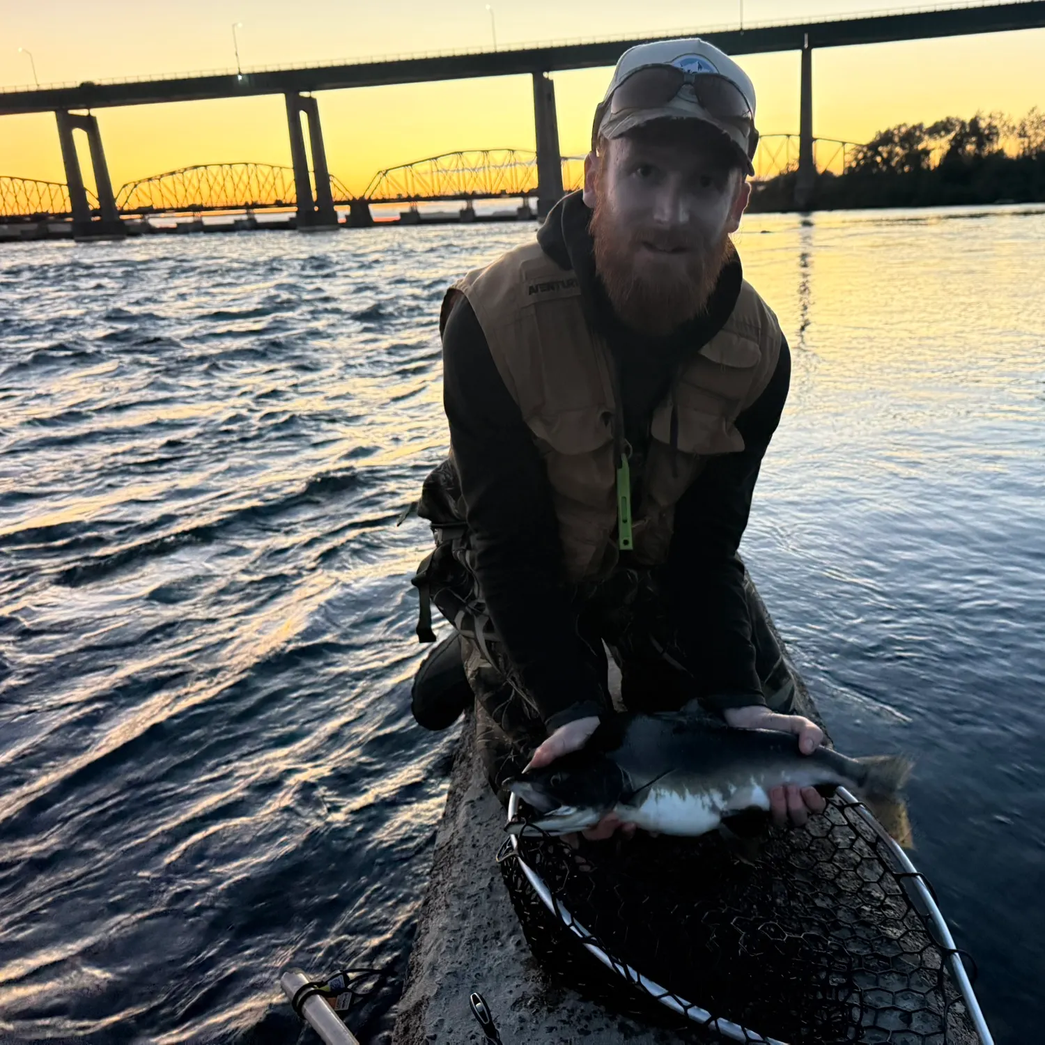 Pink salmon caught on Fishbrain