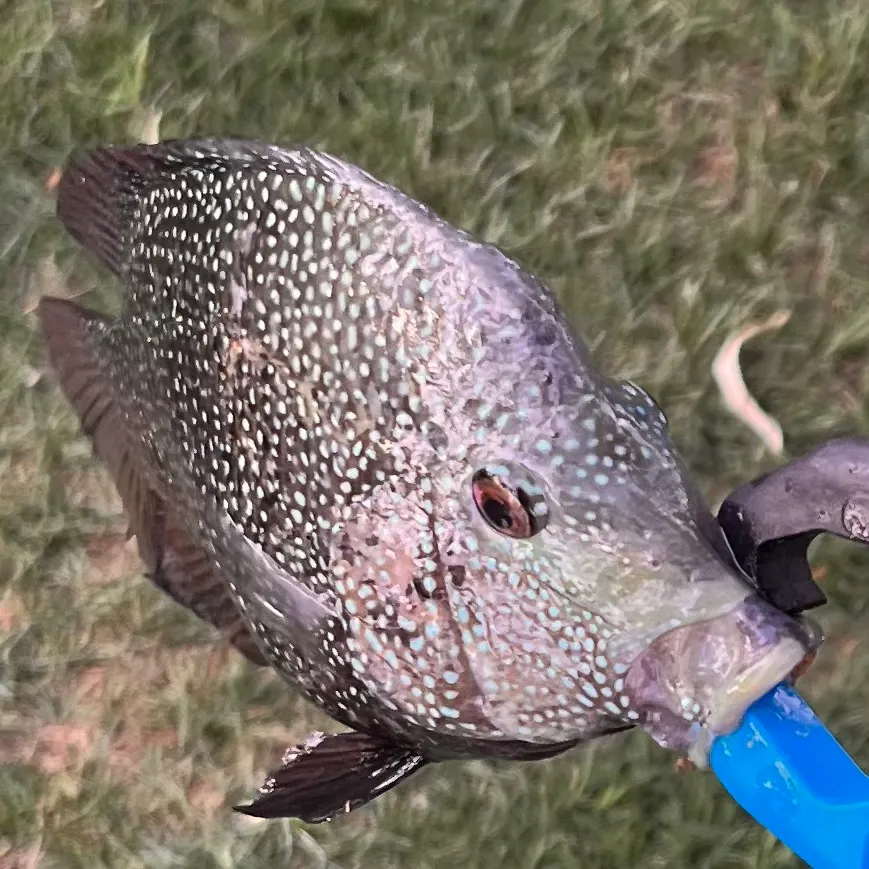 The most recent Rio Grande cichlid catches on Fishbrain