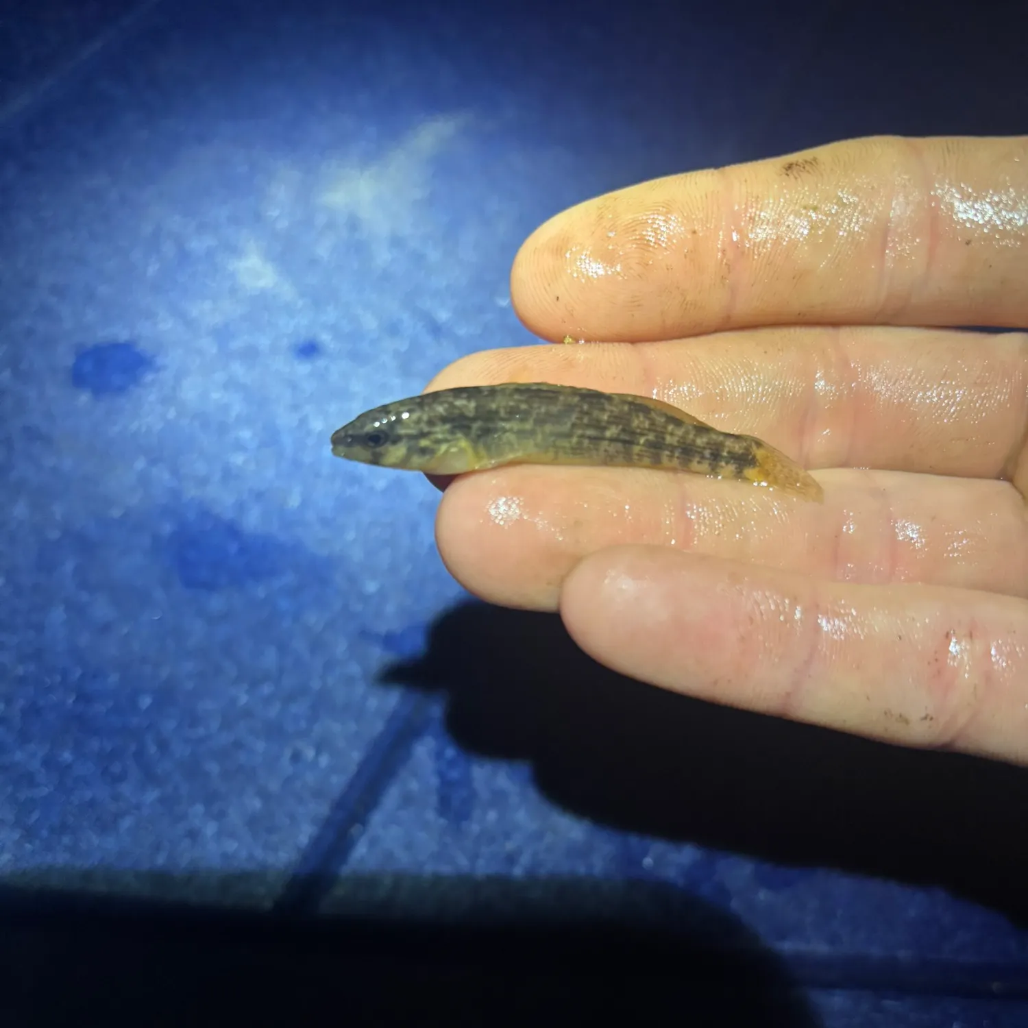 The most recent Orangethroat darter catches on Fishbrain