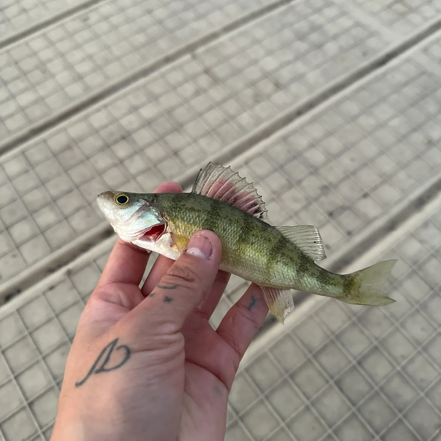 Yellow perch caught on Fishbrain