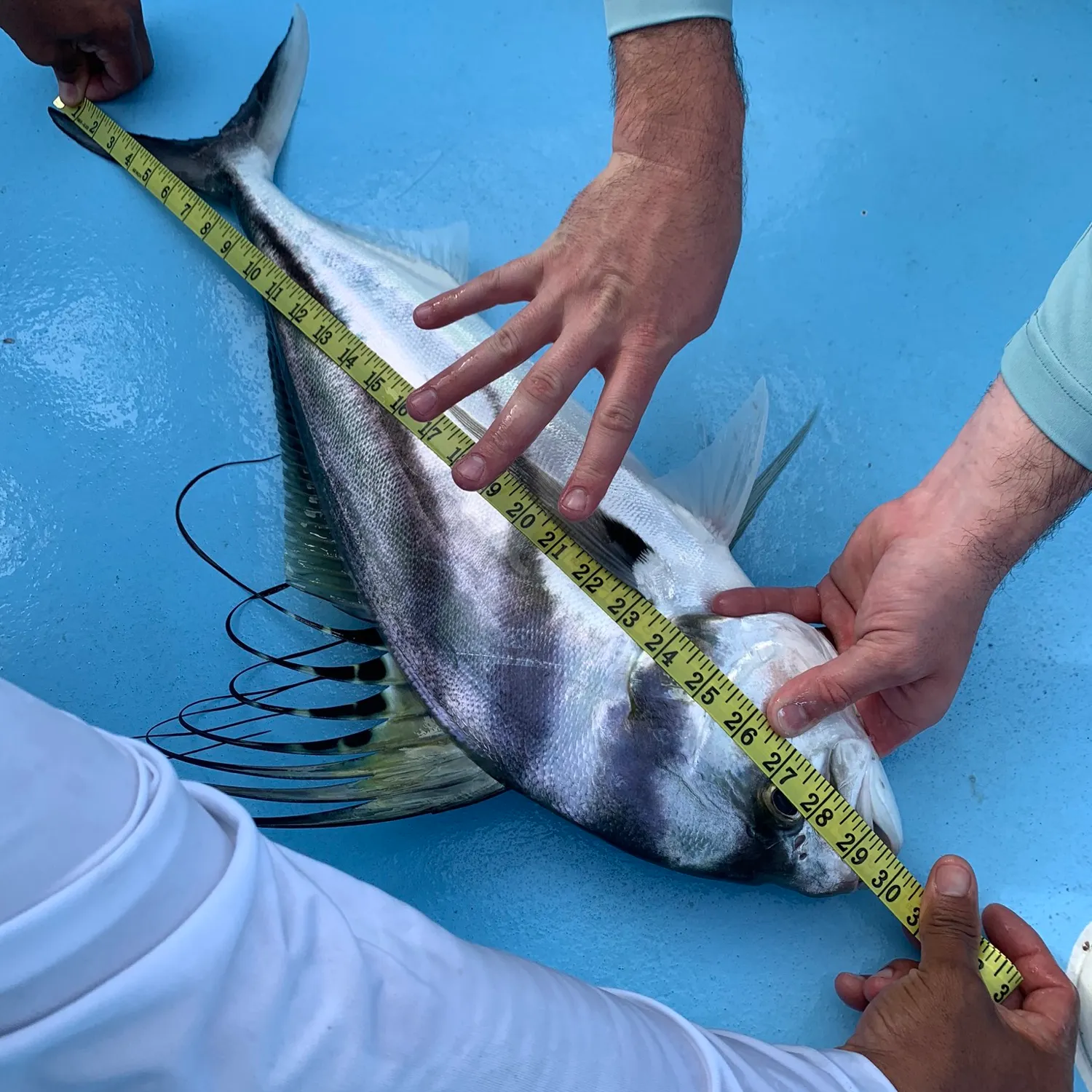 The most recent Roosterfish catches on Fishbrain