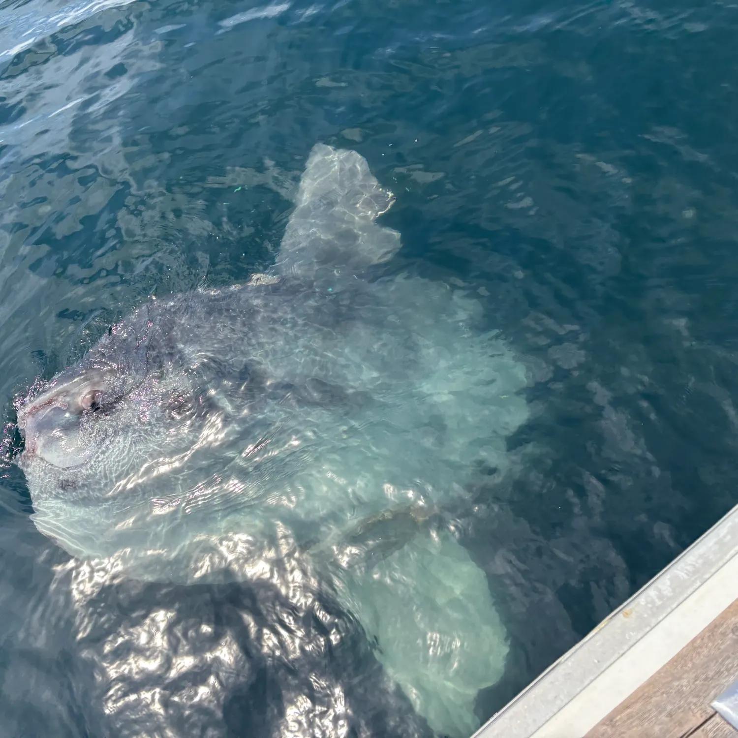 The most recent Ocean sunfish catches on Fishbrain