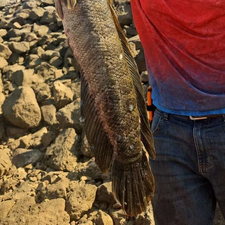 Northern snakehead caught on Fishbrain