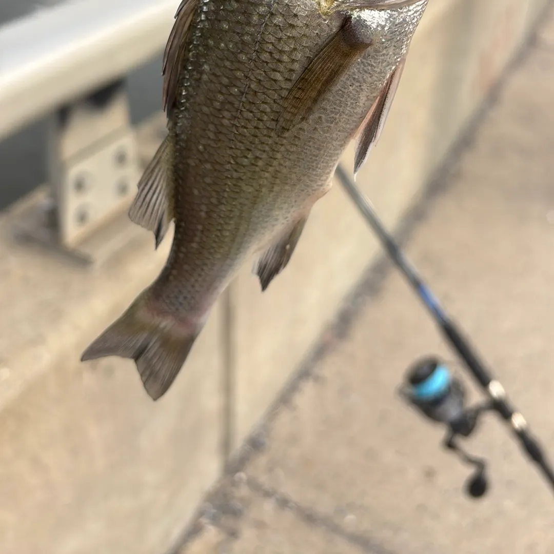 White perch caught on Fishbrain