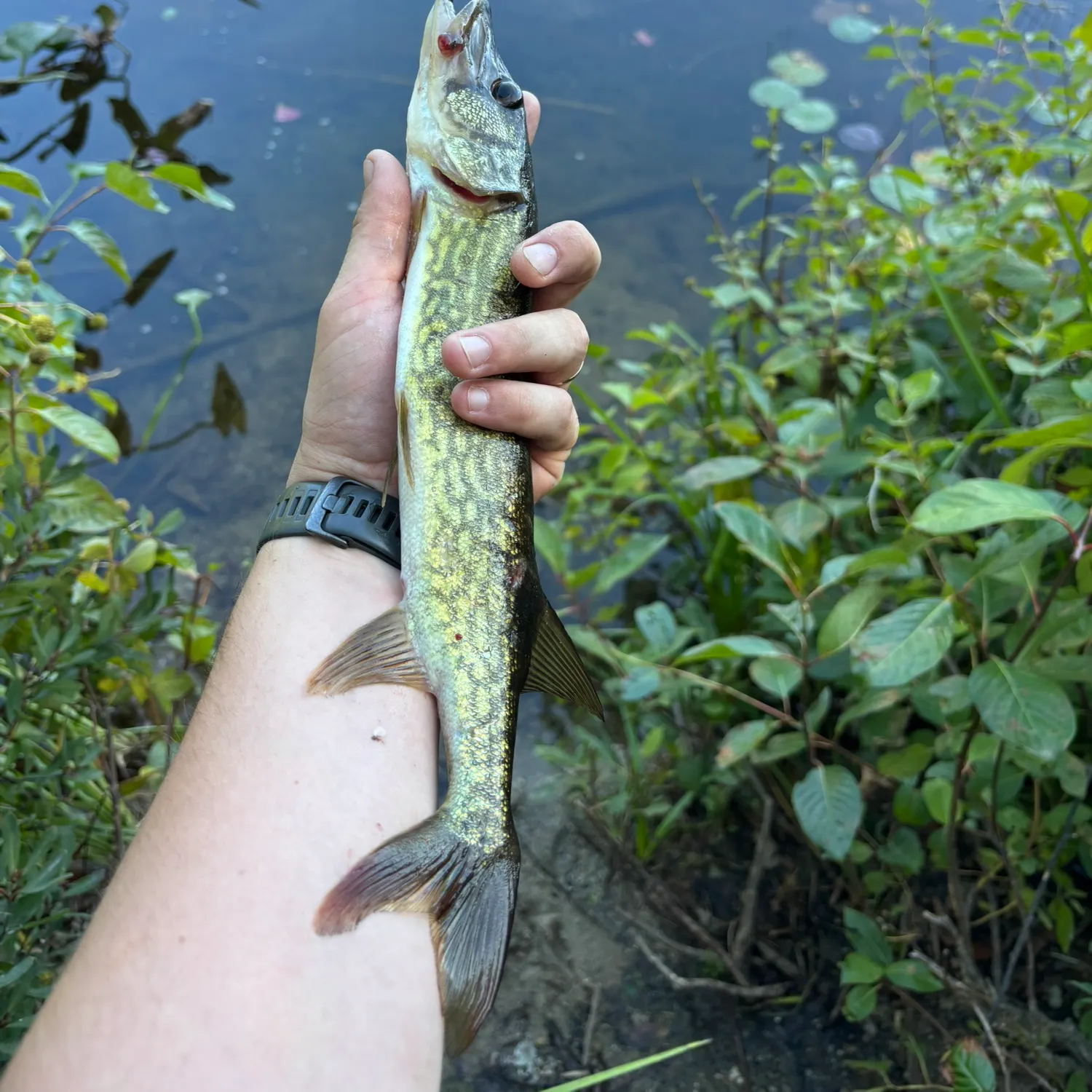 Chain pickerel caught on Fishbrain