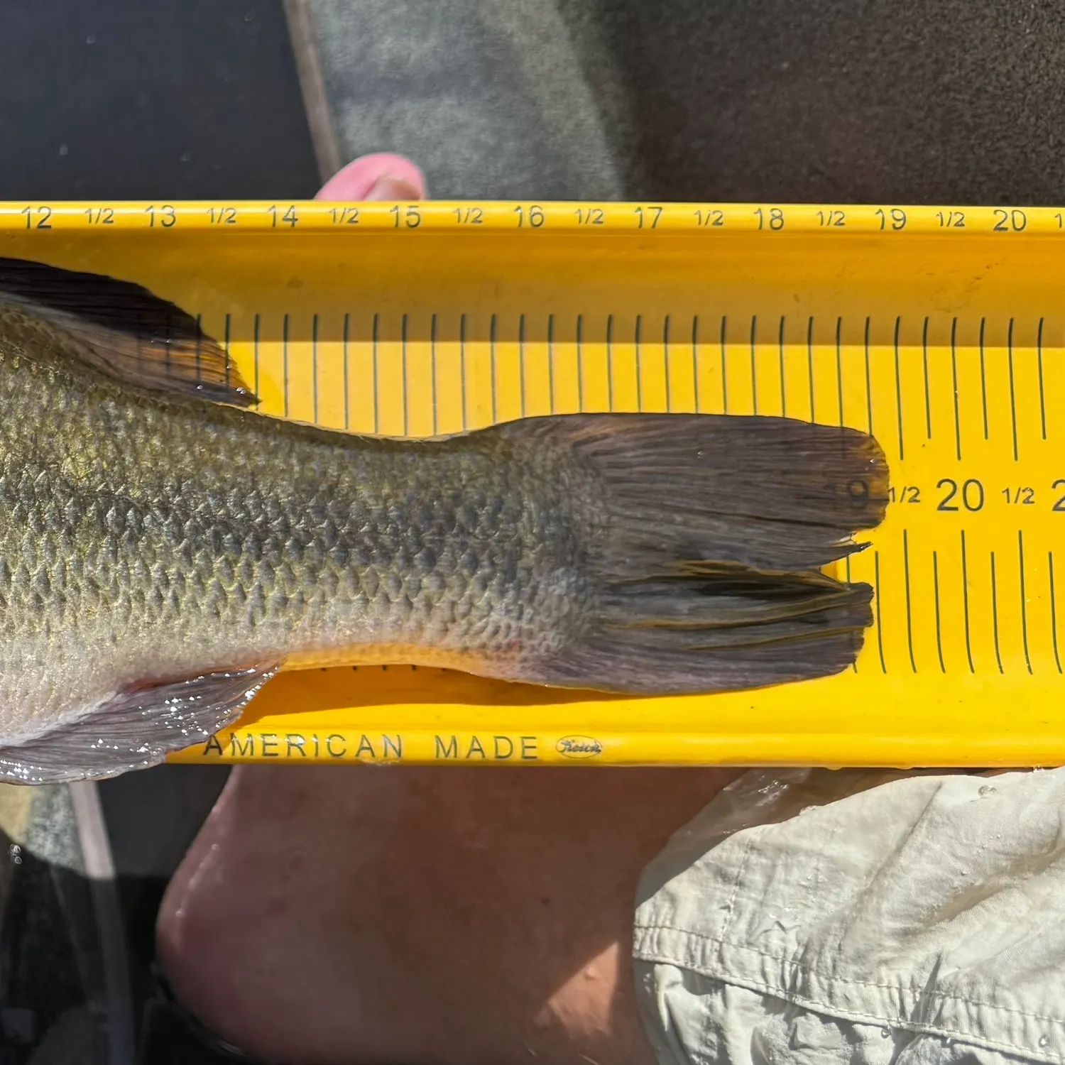 Largemouth bass caught on Fishbrain