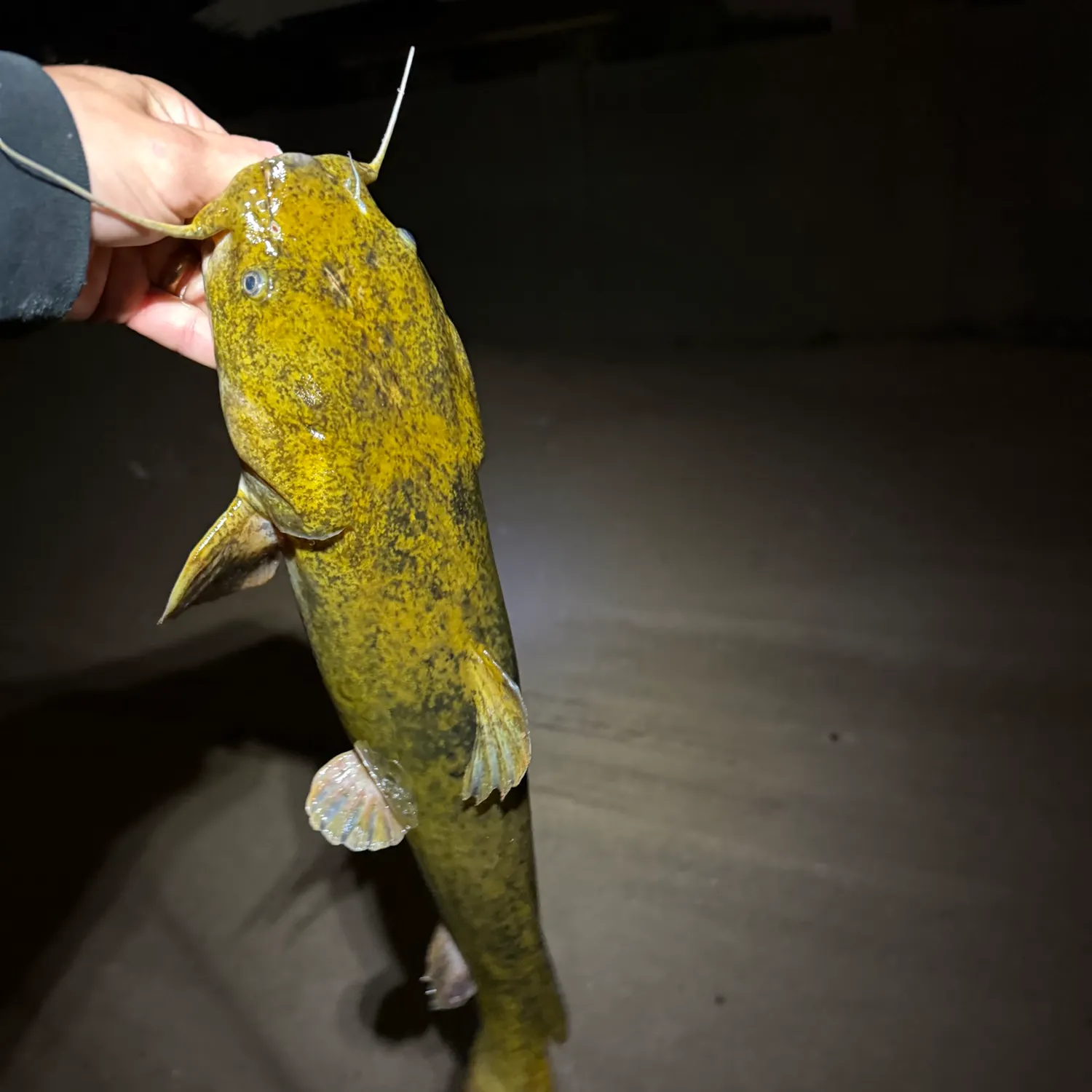 Flathead catfish caught on Fishbrain