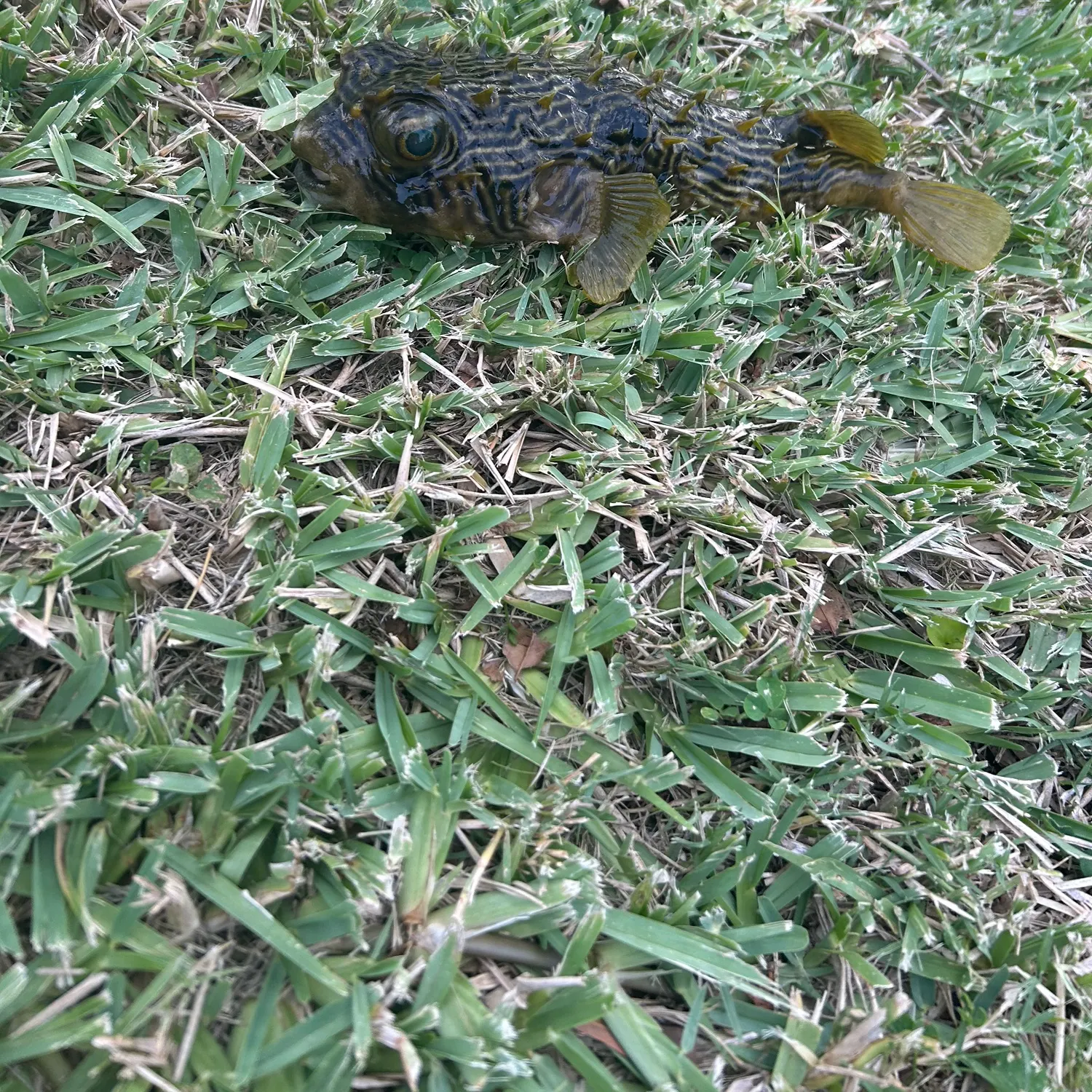 The most recent Spider-eye puffer catches on Fishbrain