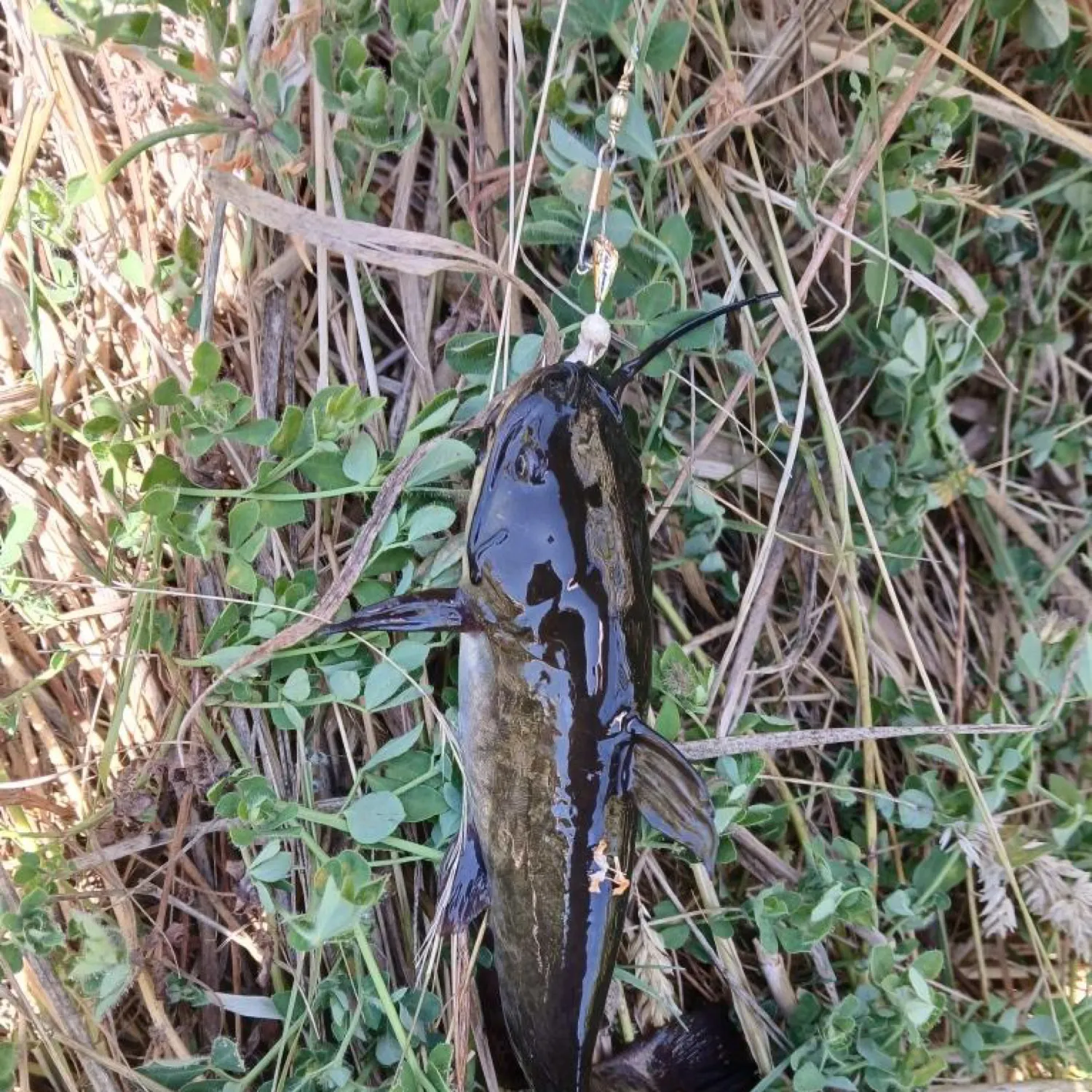 Black bullhead caught on Fishbrain