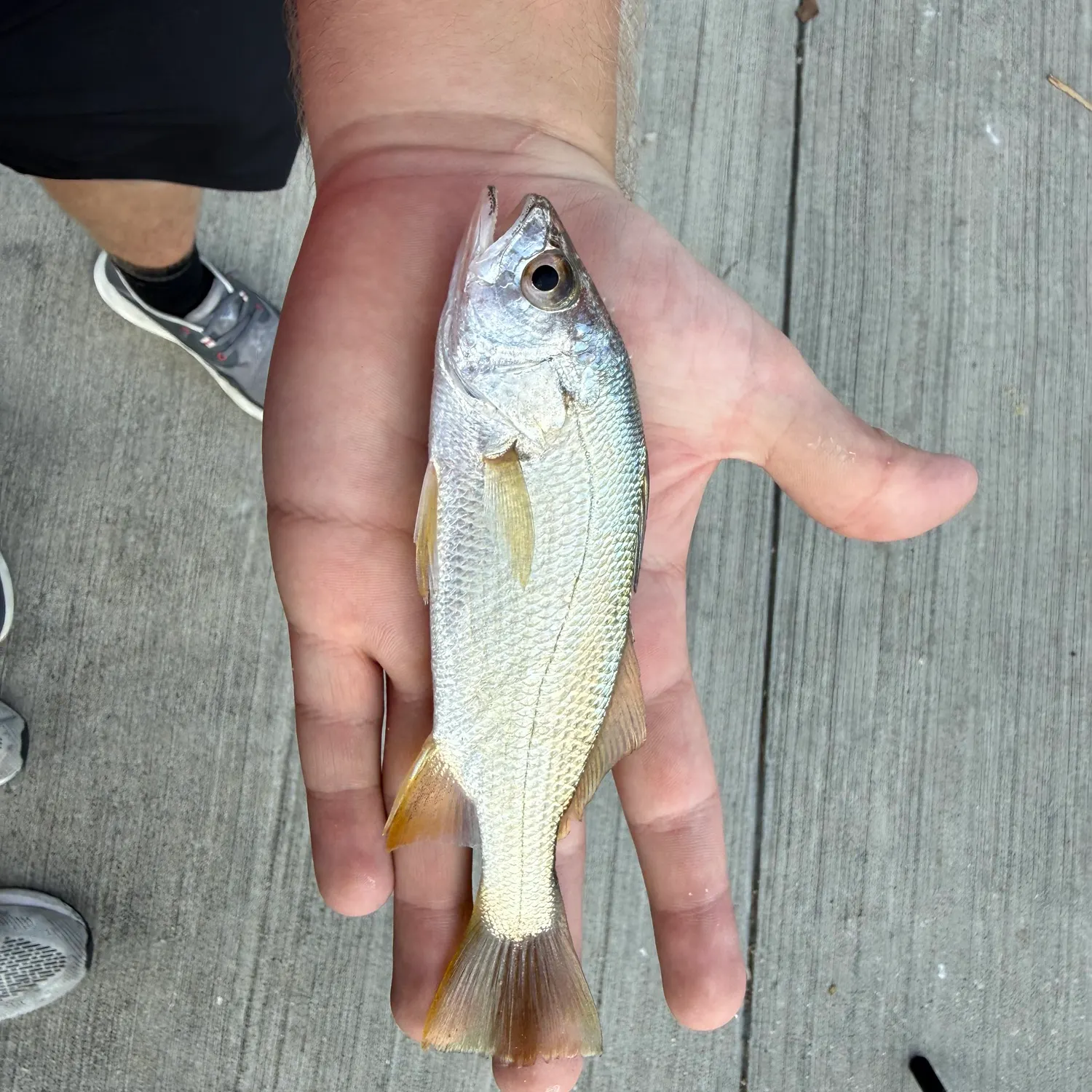The most recent Silver perch catches on Fishbrain