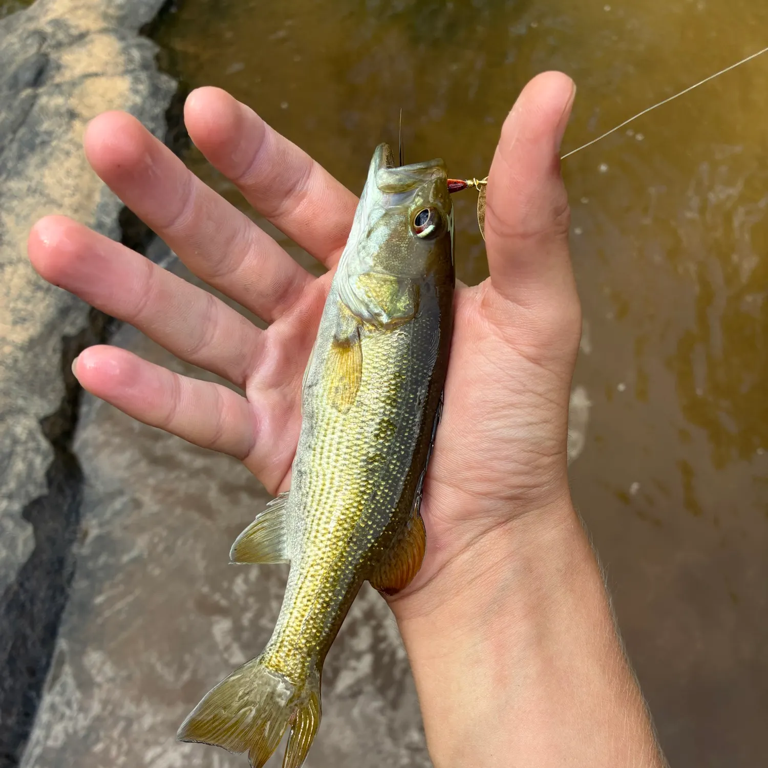 Largemouth bass caught on Fishbrain