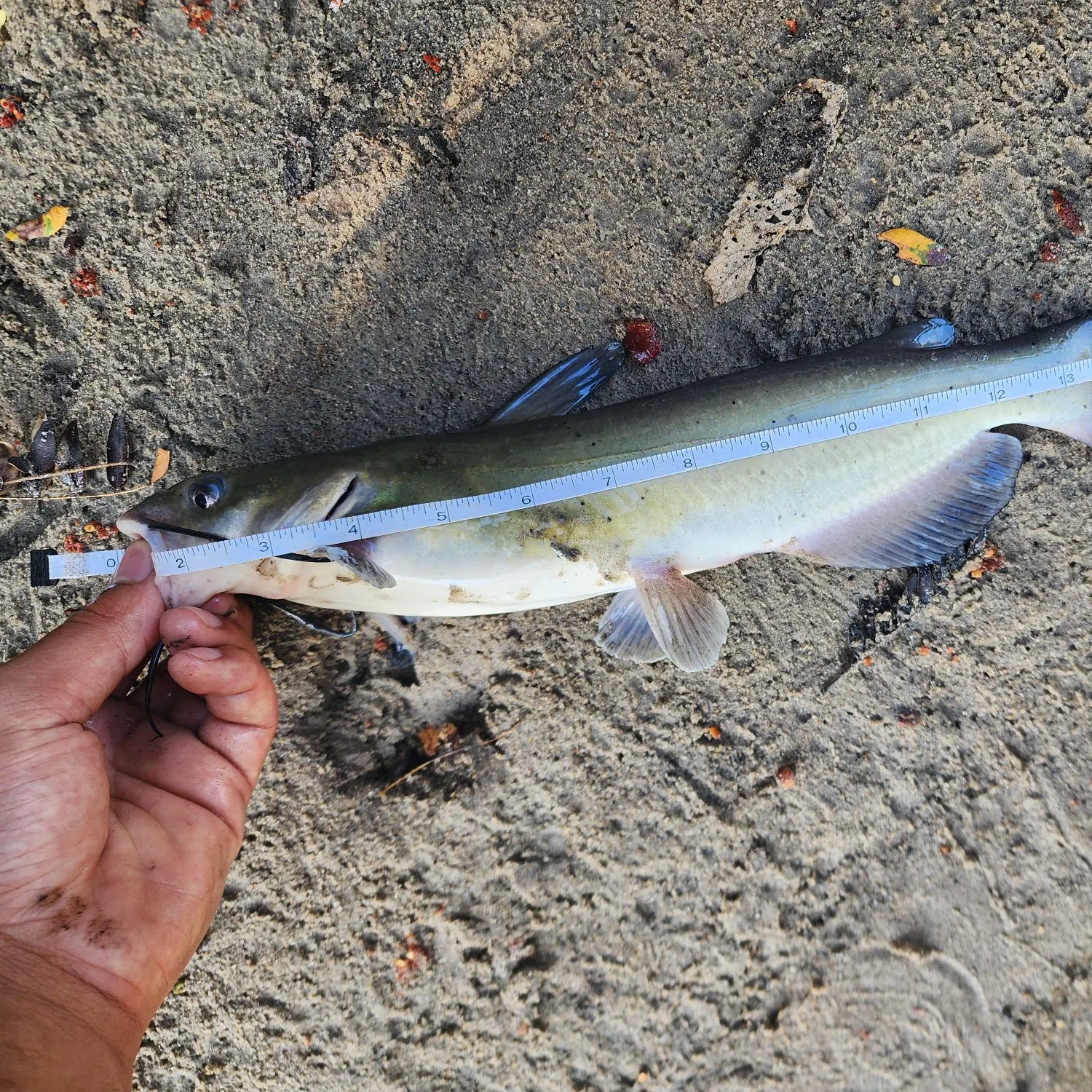 Channel catfish caught on Fishbrain
