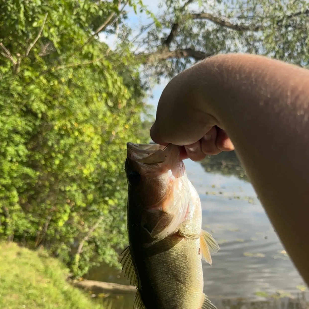 Largemouth bass caught on Fishbrain
