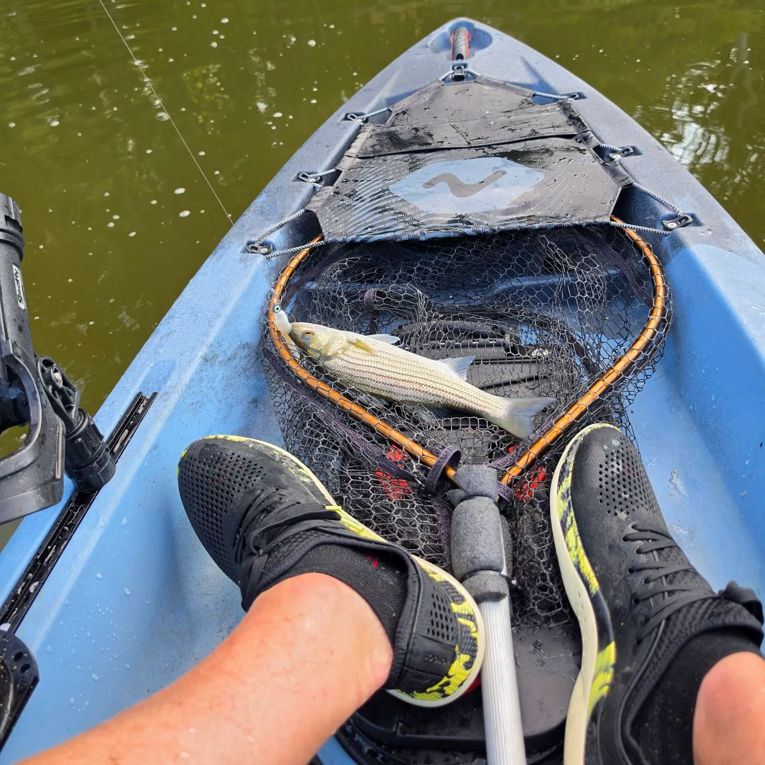 Striped bass caught on Fishbrain