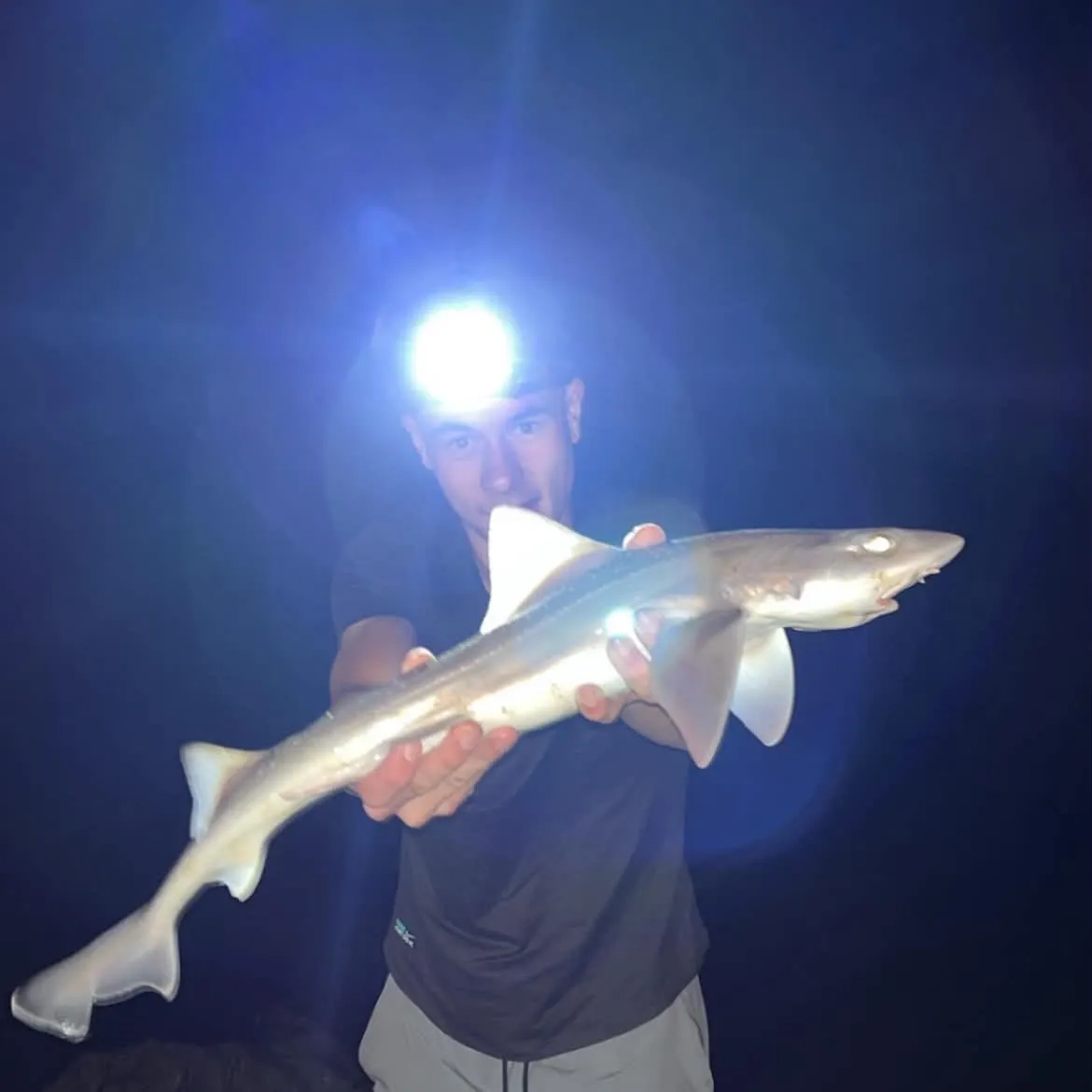 The most recent Common smooth-hound catches on Fishbrain