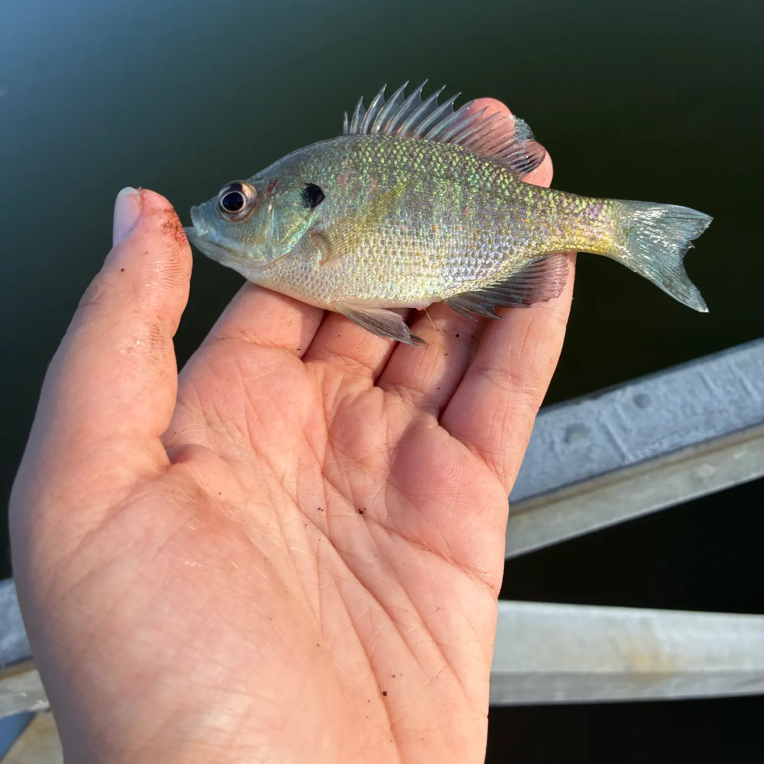 Bluegill caught on Fishbrain