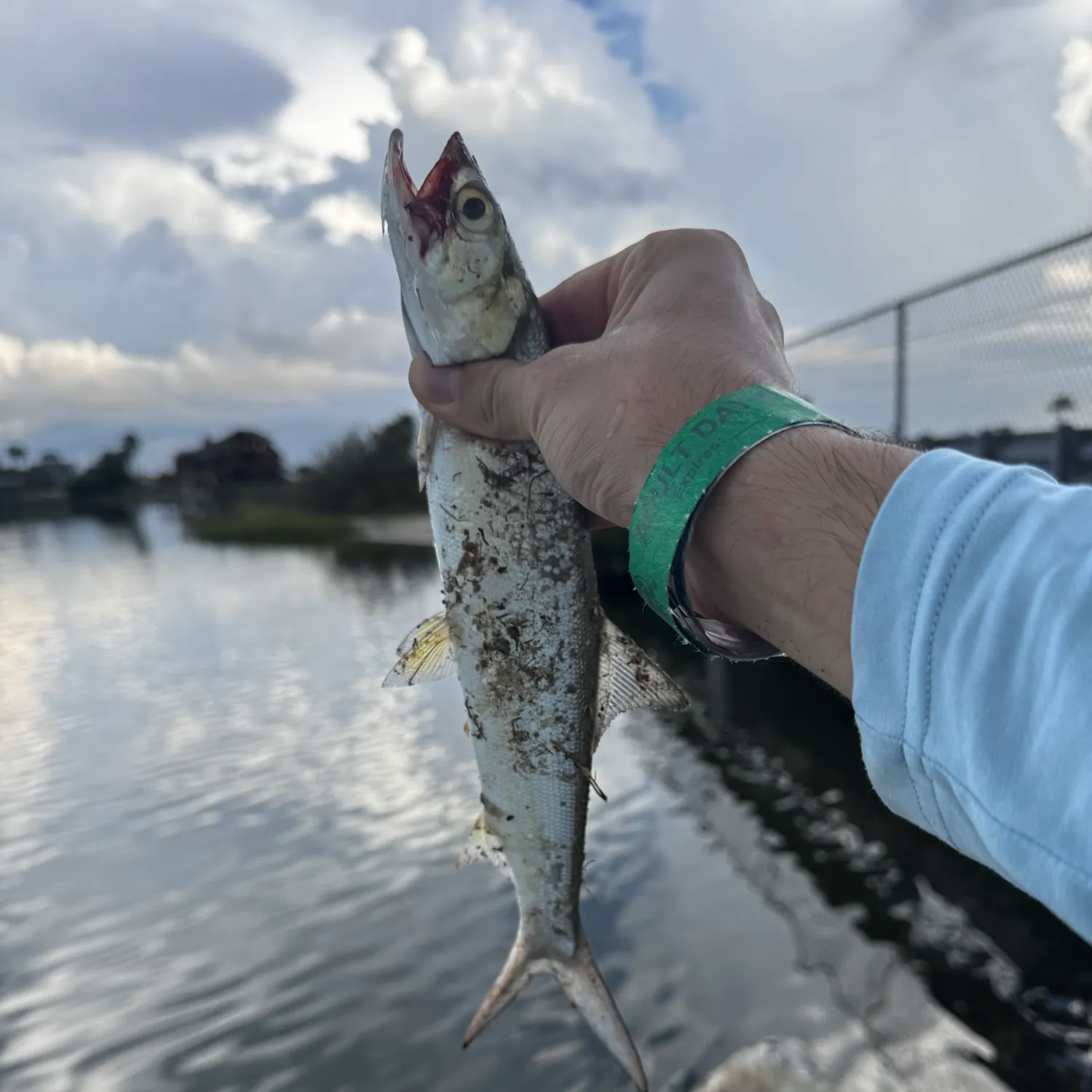 Ladyfish caught on Fishbrain