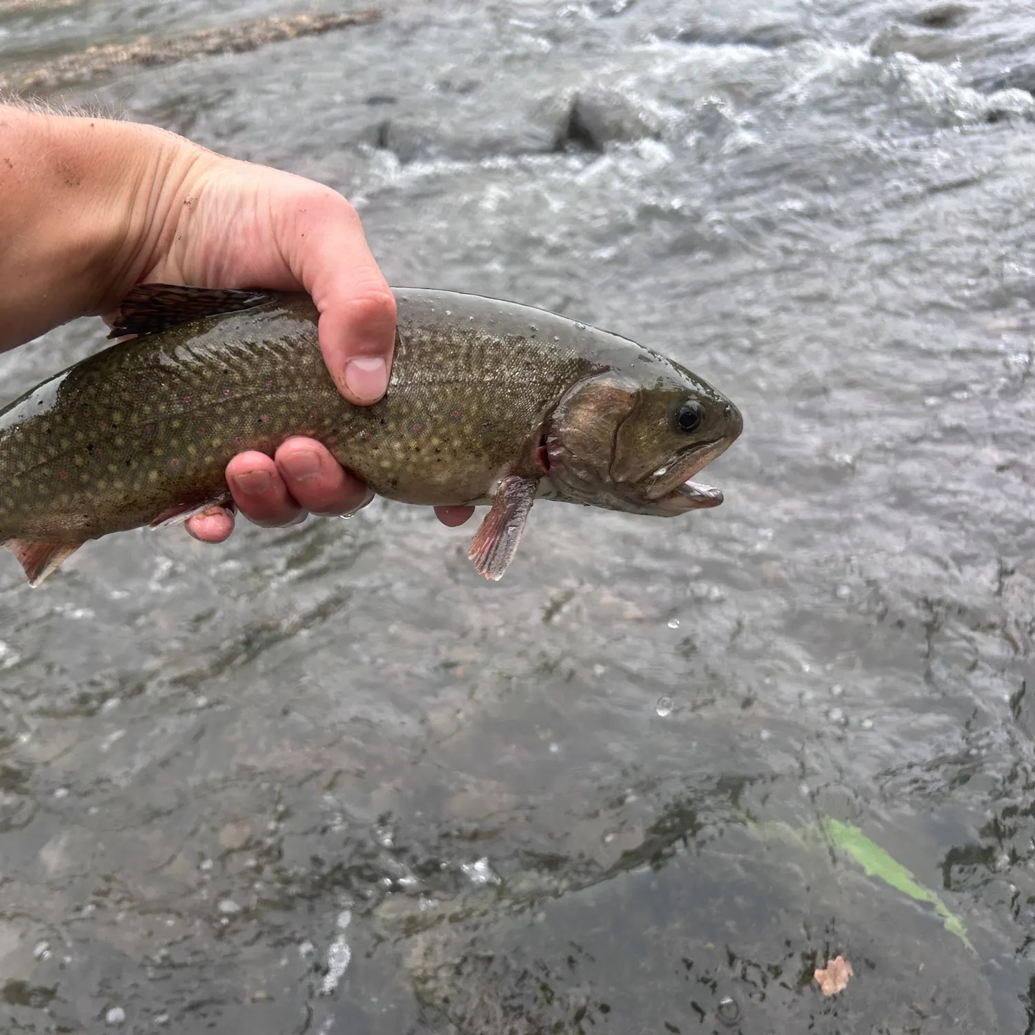 Brook trout caught on Fishbrain