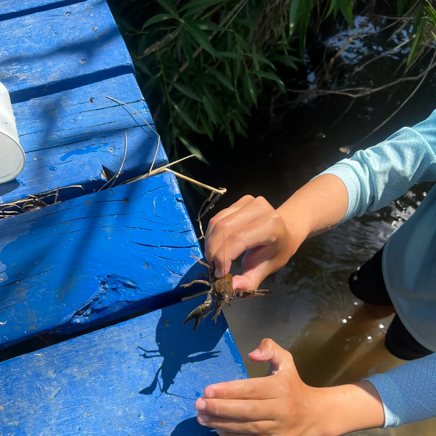 Signal crayfish caught on Fishbrain
