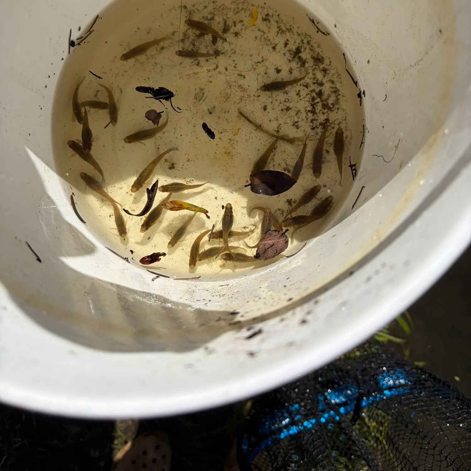 The most recent Western mosquitofish catches on Fishbrain