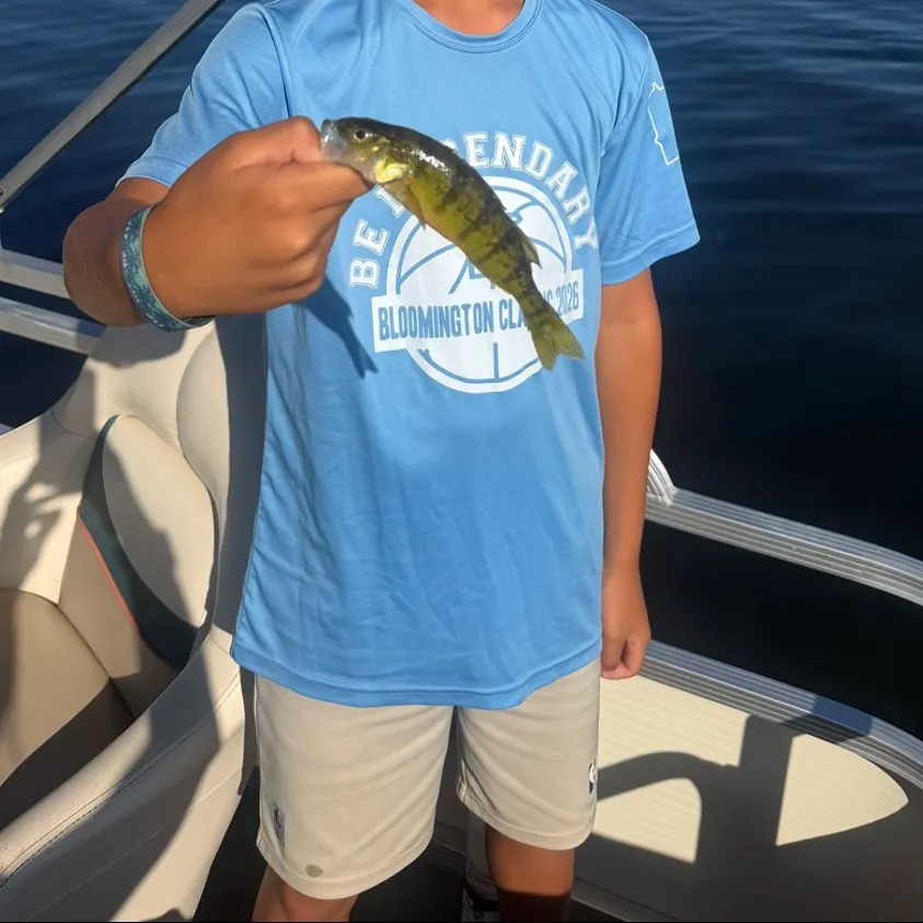 Yellow perch caught on Fishbrain