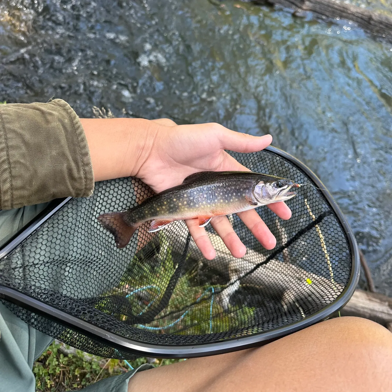Brook trout caught on Fishbrain