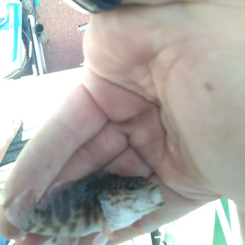 The most recent Jameson's Seaperch catches on Fishbrain