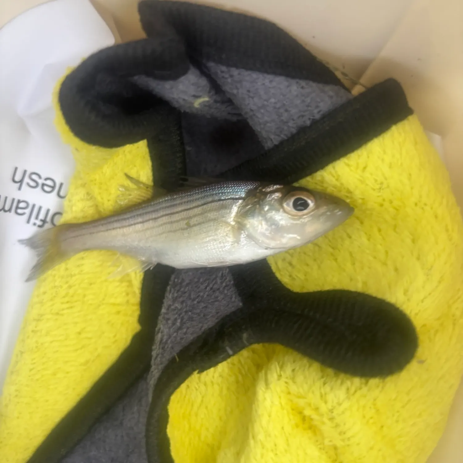 Striped bass caught on Fishbrain