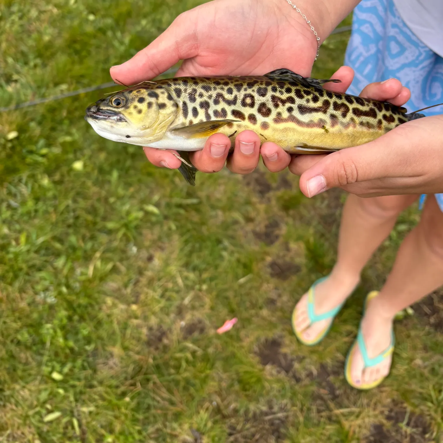 The most recent Tiger trout catches on Fishbrain