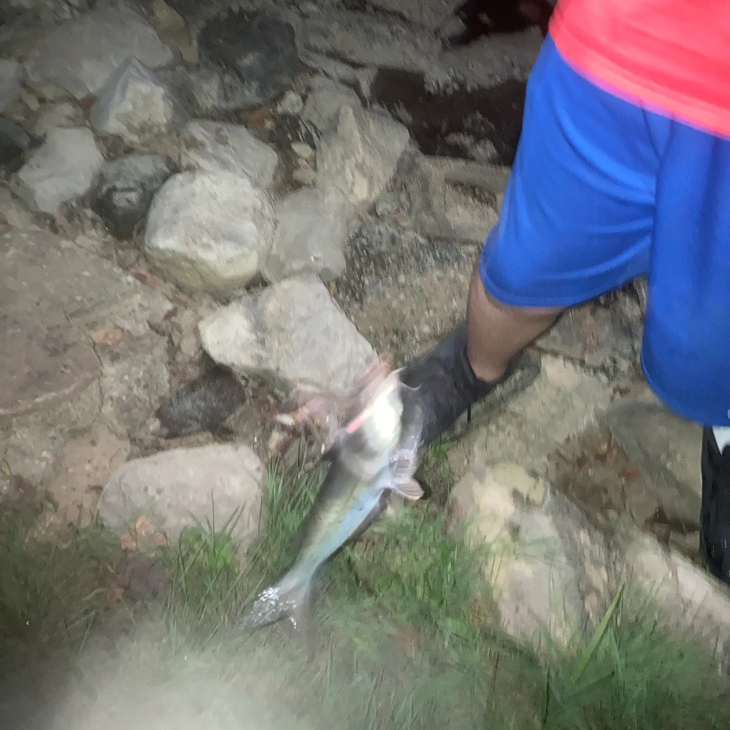 Channel catfish caught on Fishbrain