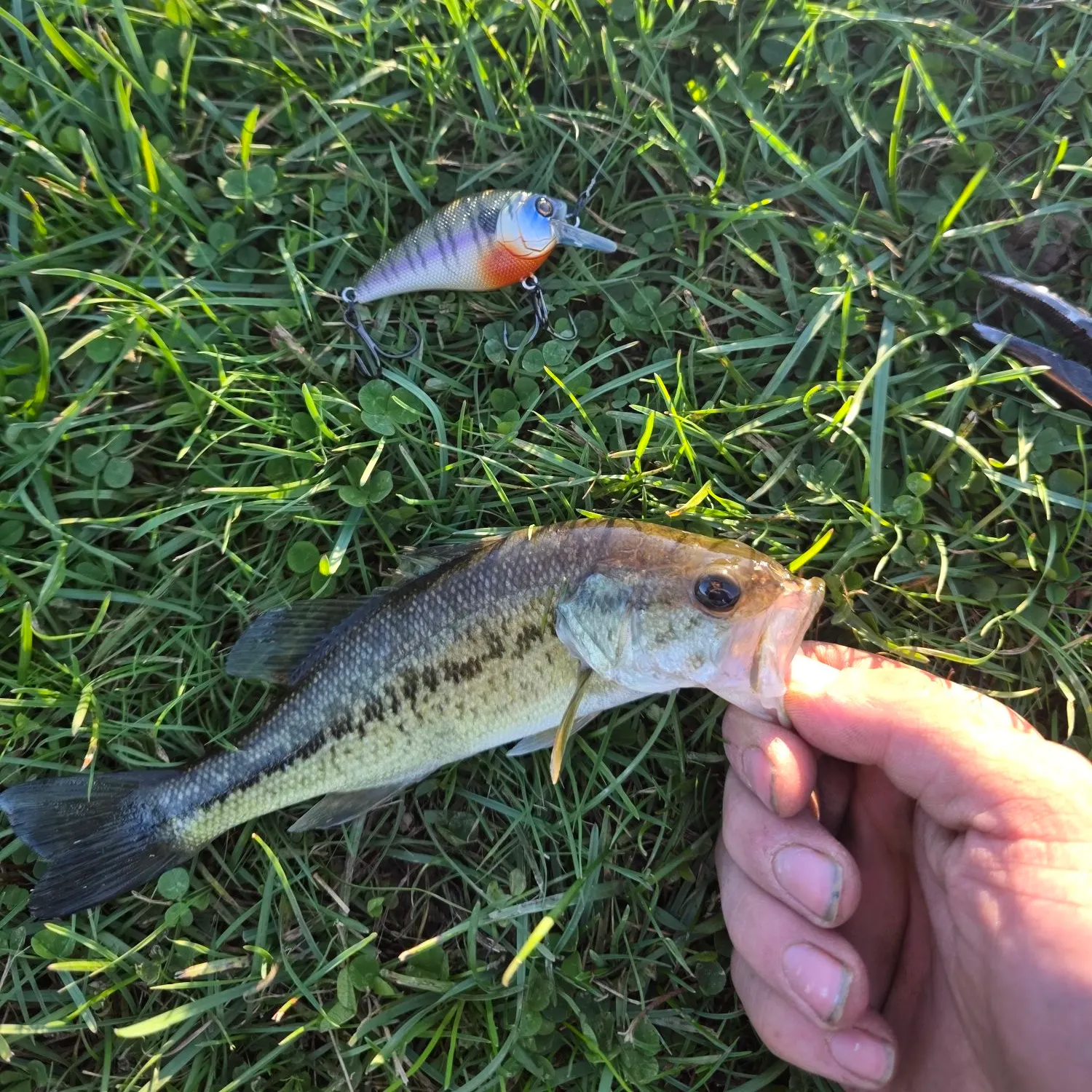 Smallmouth bass caught on Fishbrain